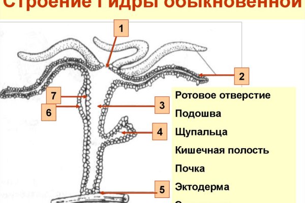 Kraken зеркала kr2web in